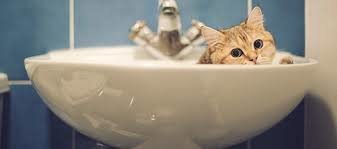  ������������� �������� ������ ���� ������ 