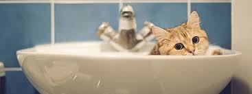  ������� ��� ������������ ���������� ������ ���� ��� ������ 