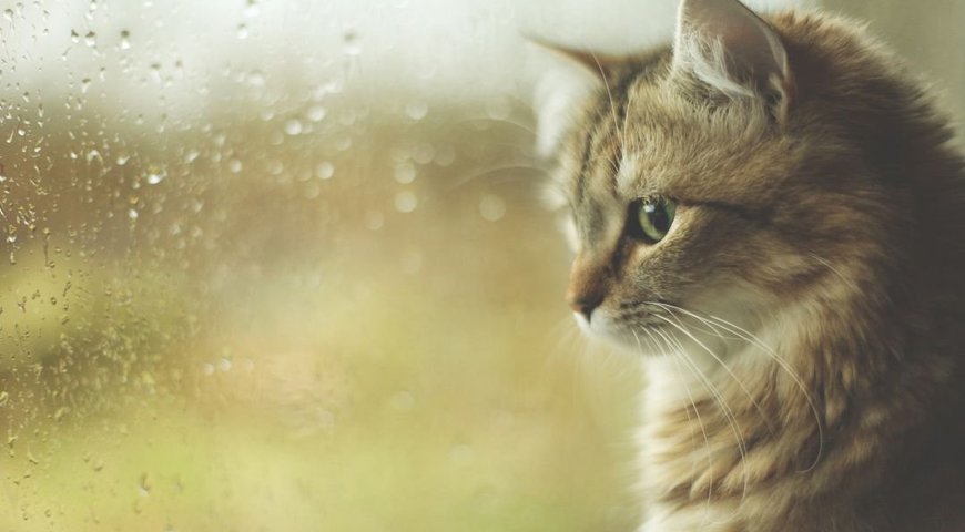 ����: 05366.com.ua