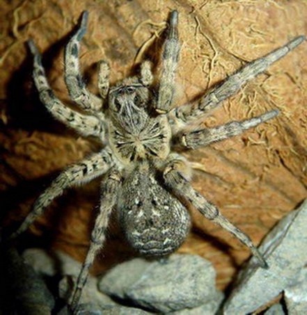 Крымский тарантул