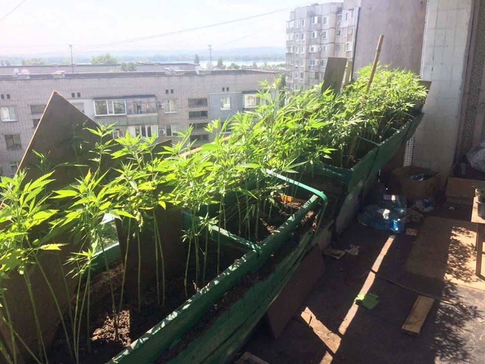 Выращиваем коноплю на балконе почему запрещена конопля в россии