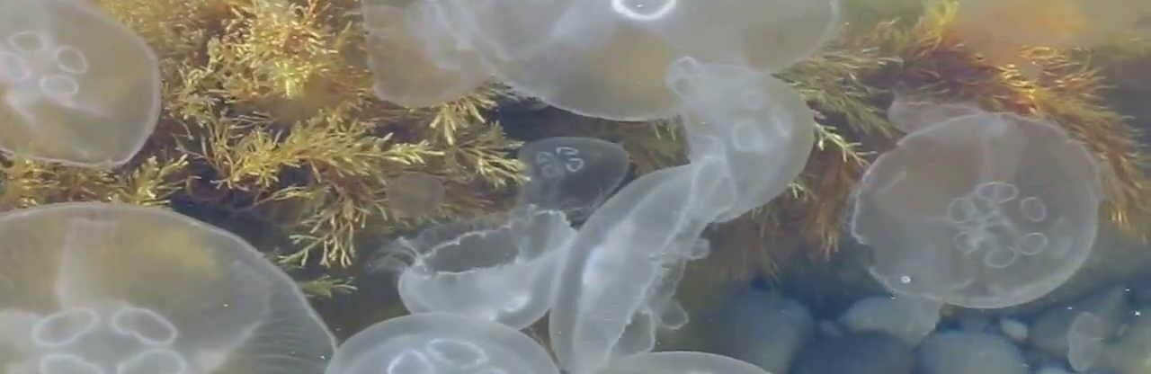 Ніякого йоду, зеленки чи прісної води - що робити якщо вжалила медуза