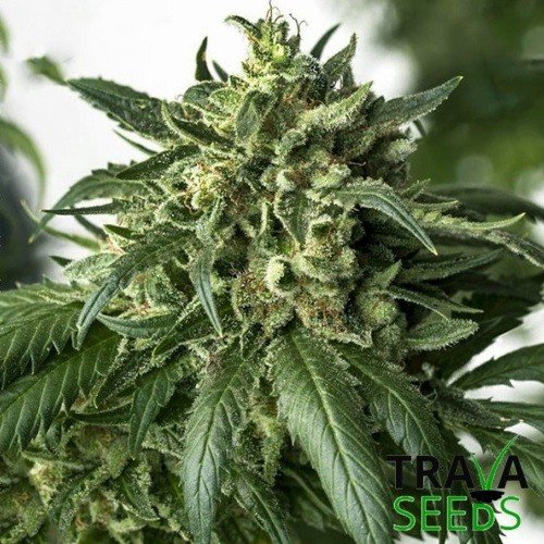качественные семена марихуаны
