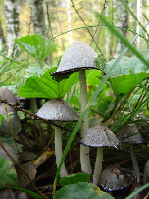 mushrooms01