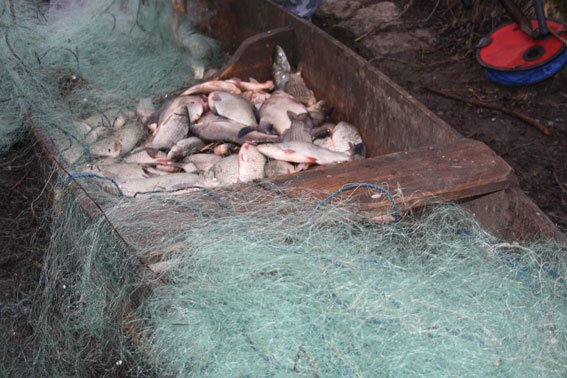 На Полтавщине снова задержаны браконьеры с внушительным уловом (ФОТО) (фото) - фото 3
