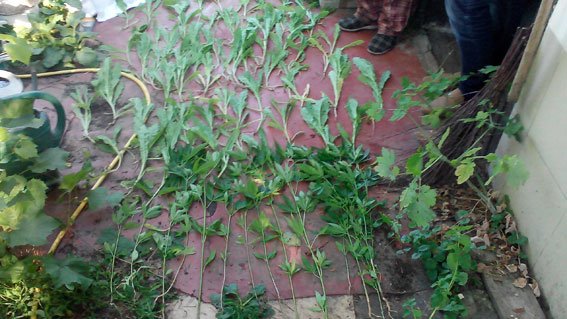 На Полтавщине ликвидировали плантацию наркотических растений (ФОТО) (фото) - фото 1