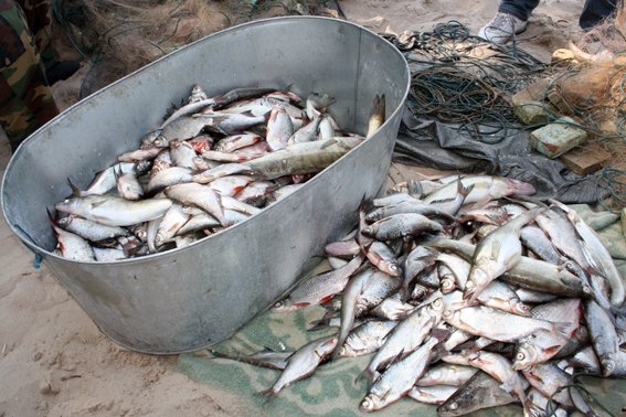 На Кременчугском водохранилище у браконьеров изъяли 200 кг рыбы (ФОТО) (фото) - фото 1