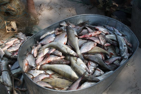 На Кременчугском водохранилище у браконьеров изъяли 200 кг рыбы (ФОТО) (фото) - фото 3
